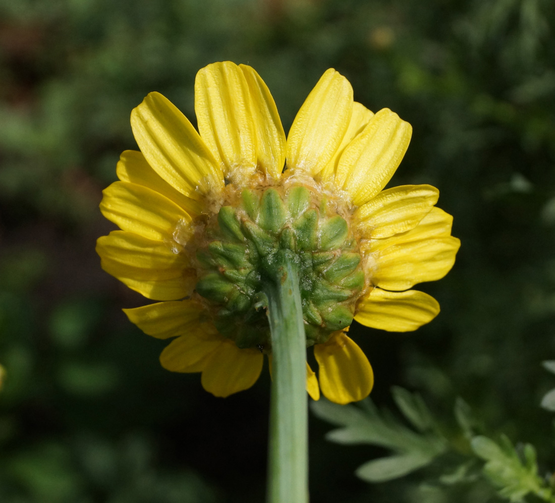 Изображение особи Glebionis coronaria.