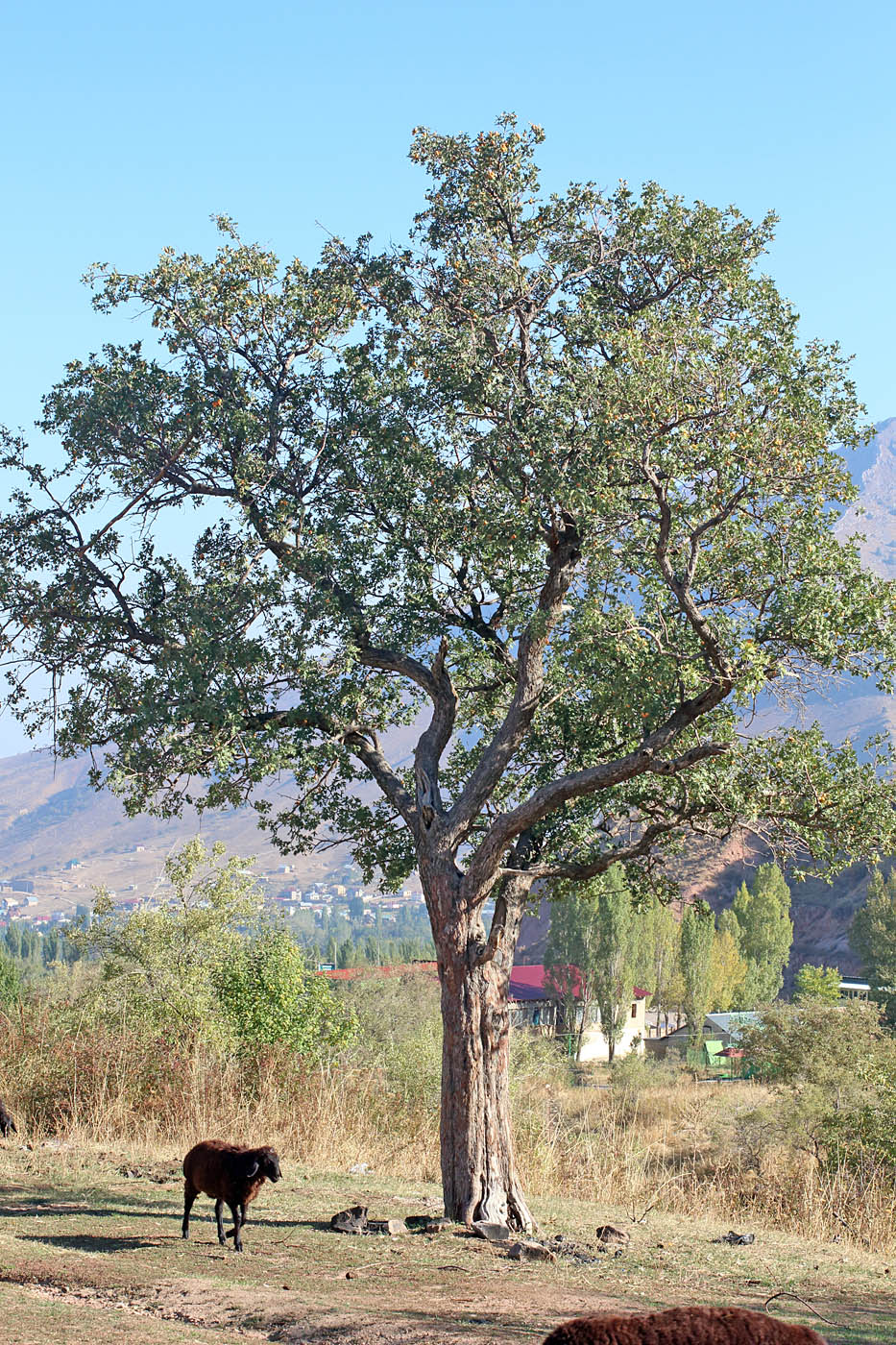 Изображение особи Crataegus pontica.