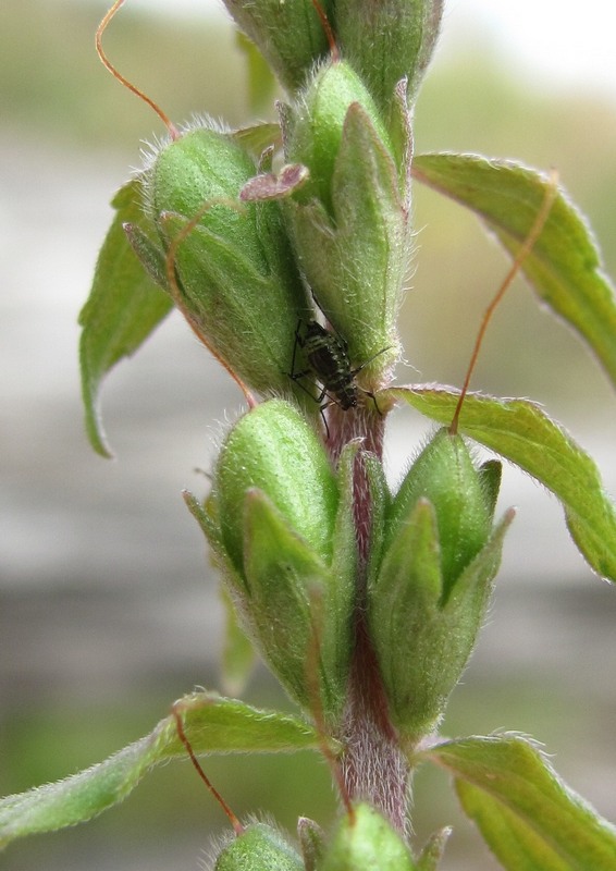 Image of Odontites vulgaris specimen.