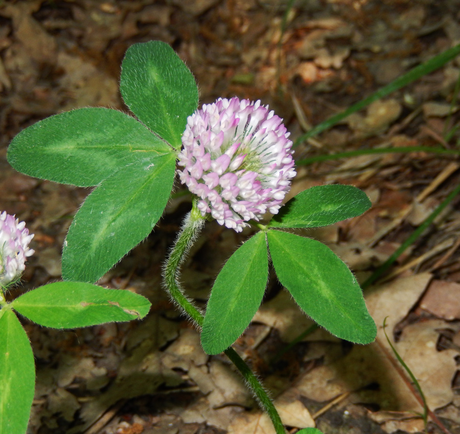 Изображение особи Trifolium pratense.