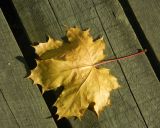 Acer platanoides. Опавший лист в осенней окраске. Подмосковье, окр. г. Одинцово, прогулочная зона в смешанном лесу. Октябрь 2015 г.