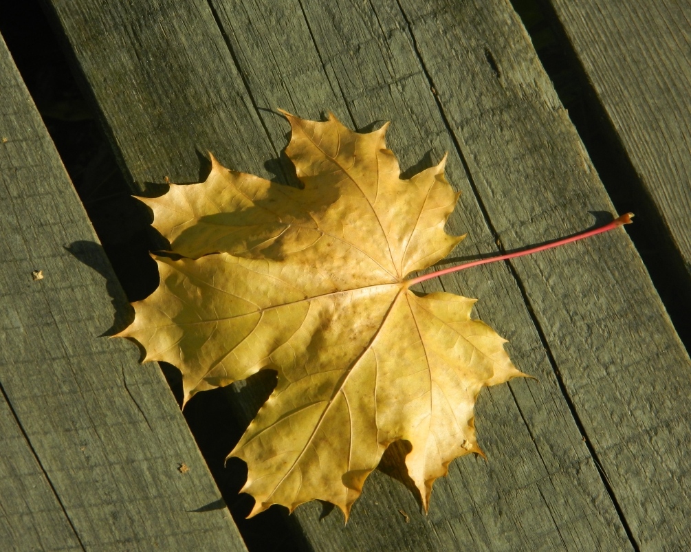 Image of Acer platanoides specimen.