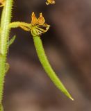Image of taxon representative. Author is Татьяна Мальчинская
