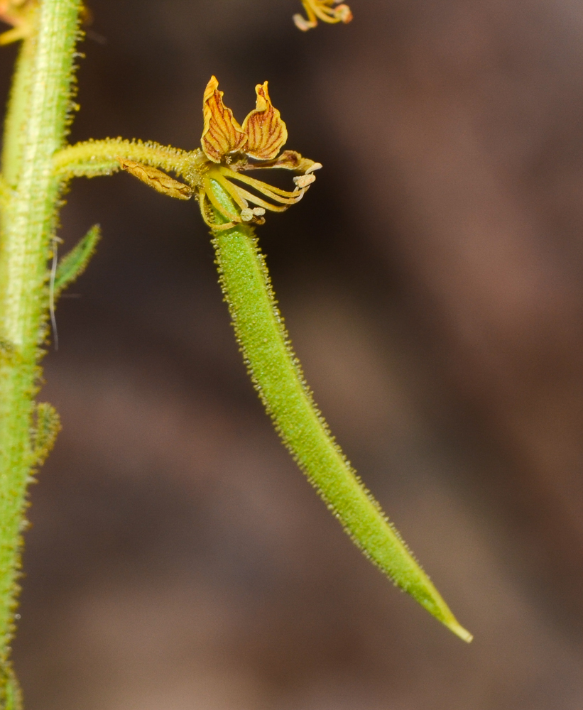 Image of Cleome arabica specimen.