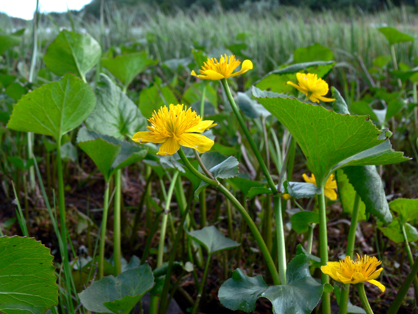 Изображение особи Caltha palustris.