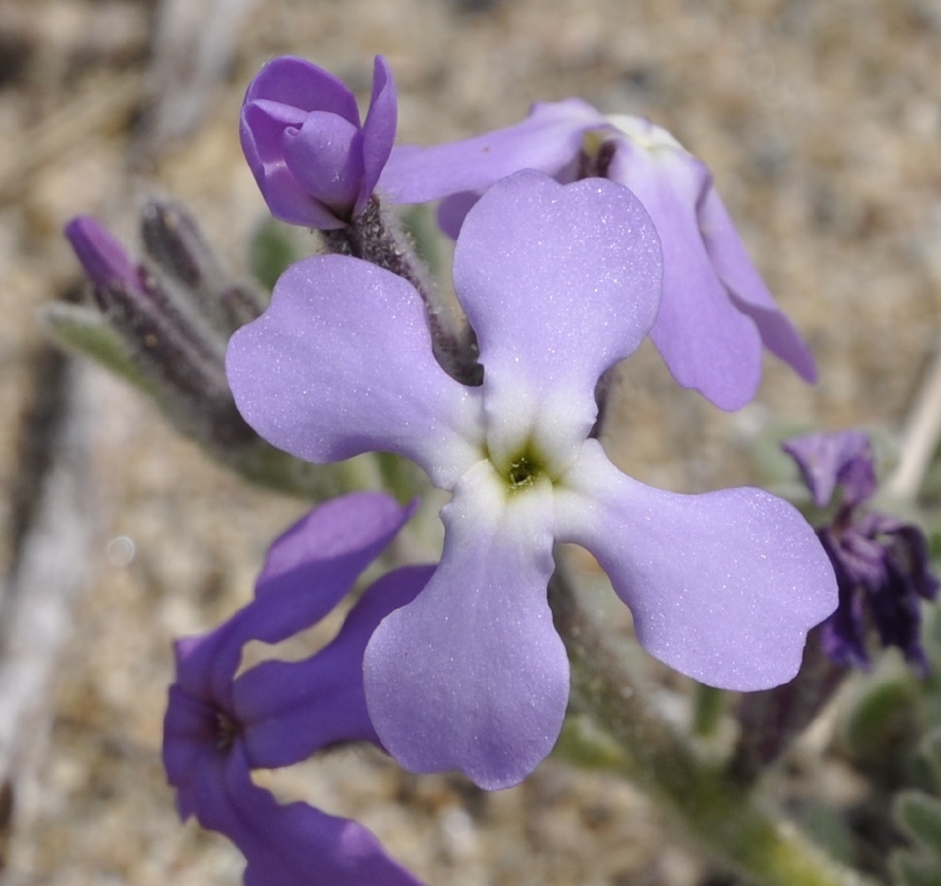 Изображение особи Matthiola tricuspidata.