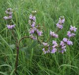 Phlomoides tuberosa. Соцветие (деформировано). Белгородская обл., Губкинский р-н, запов. «Белогорье», Ямская степь. 15 июня 2009 г.