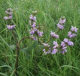 Phlomoides tuberosa