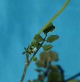 Cardamine hirsuta