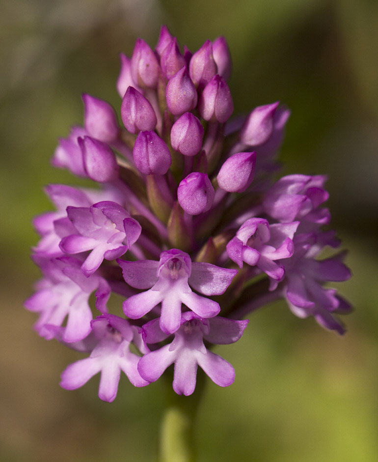 Image of Anacamptis pyramidalis specimen.