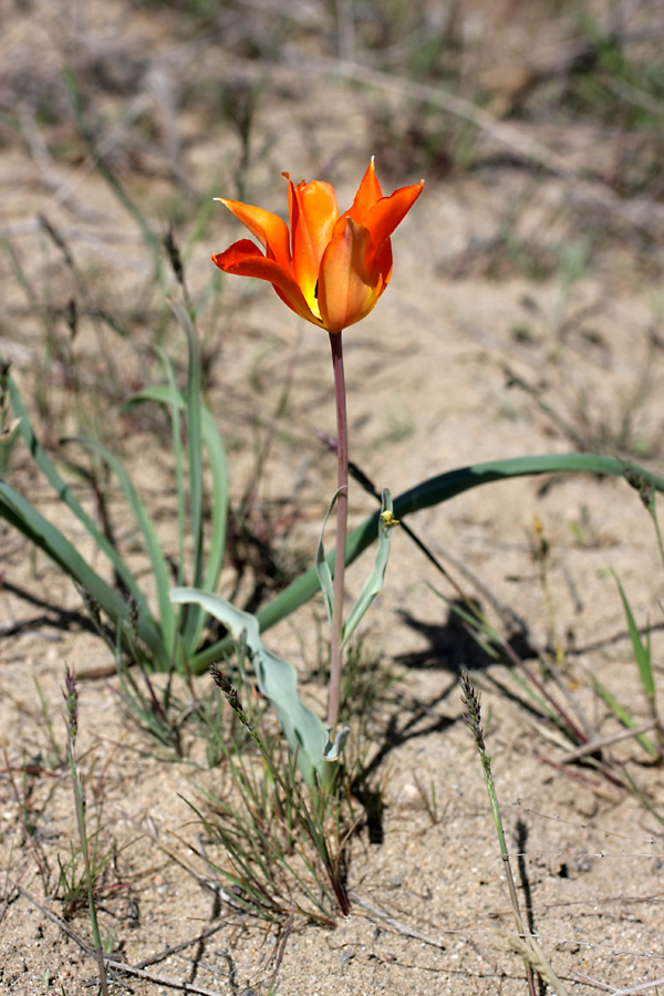 Image of Tulipa lehmanniana specimen.