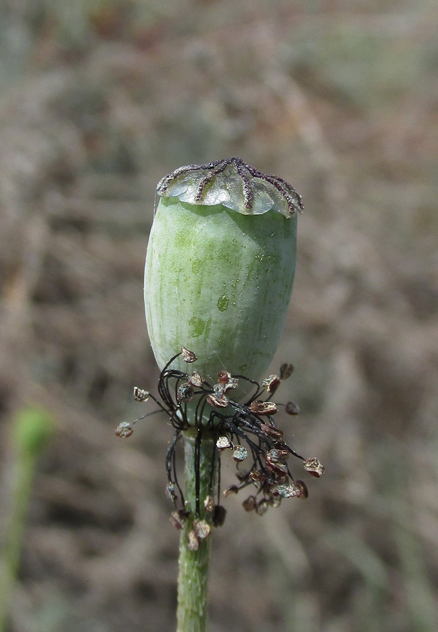 Изображение особи Papaver laevigatum.