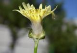 Sonchus oleraceus