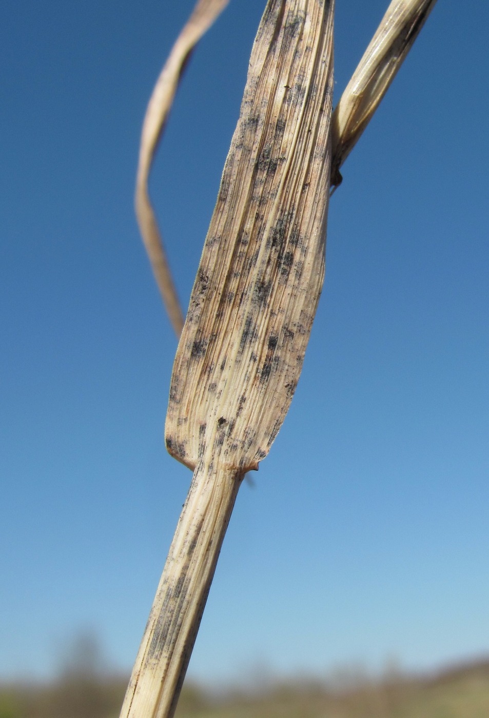 Image of Phleum pratense specimen.