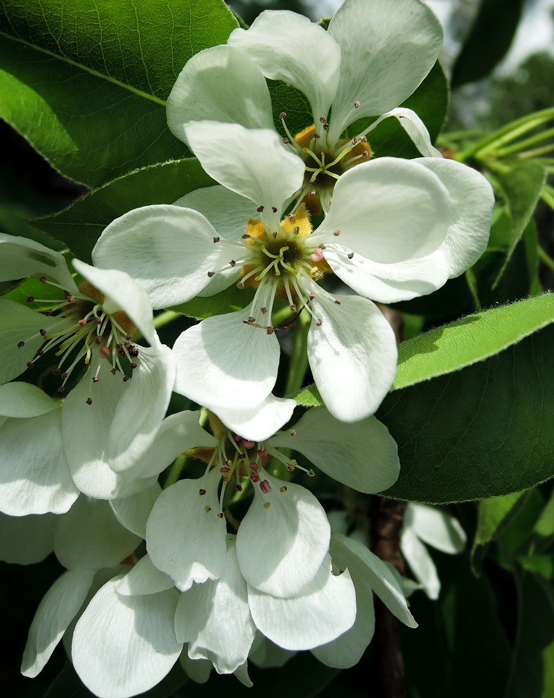Image of Pyrus communis specimen.