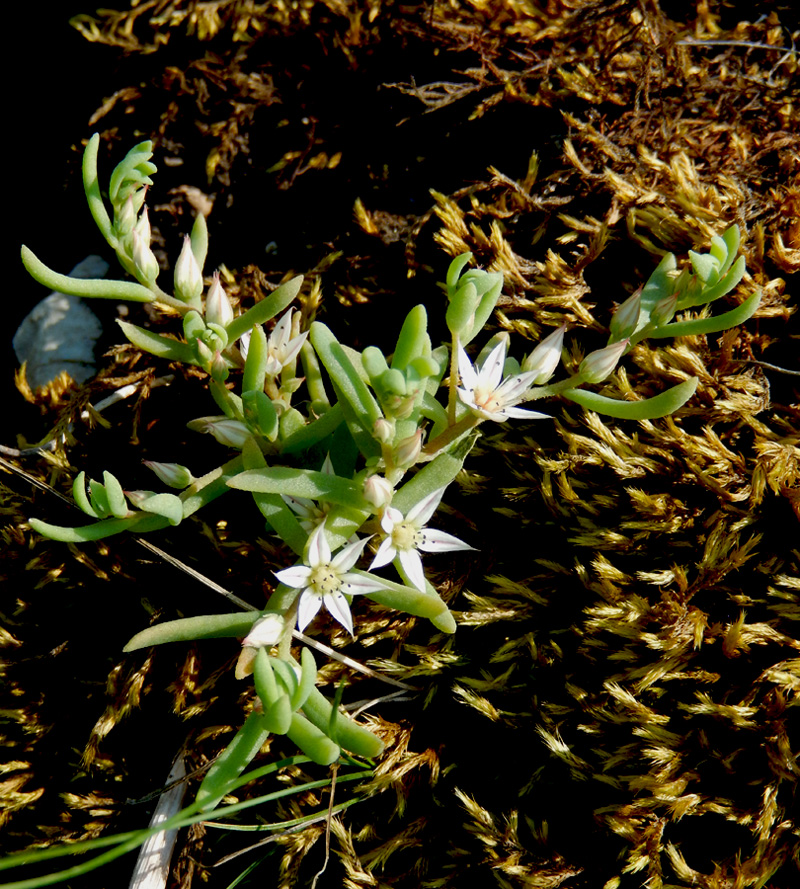 Изображение особи Sedum hispanicum.