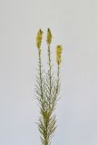 Linaria vulgaris. Верхушка растения с соцветиями. Республика Молдова, пригород Кишинёва. 17 июля 2009 г.