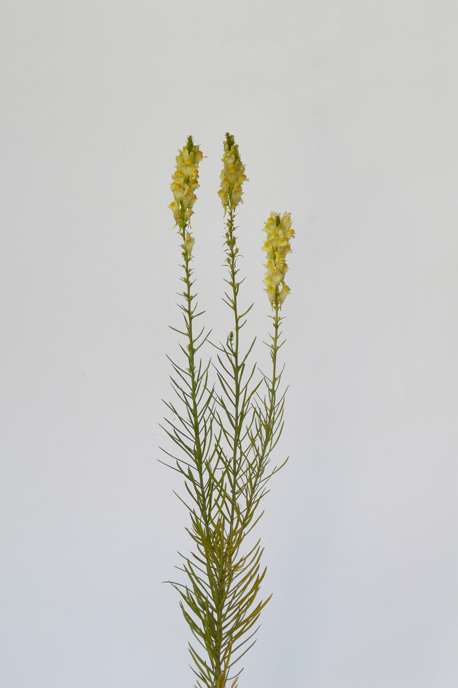 Image of Linaria vulgaris specimen.