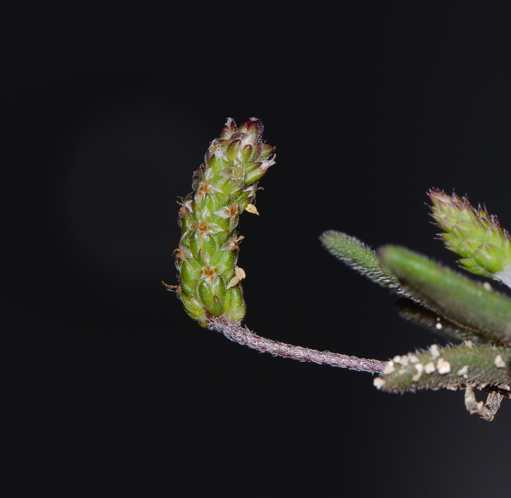 Image of Plantago coronopus specimen.