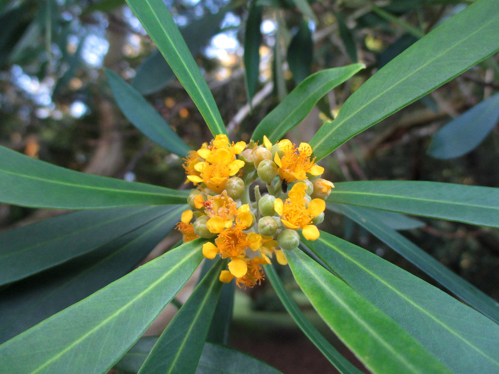 Изображение особи Tristaniopsis laurina.