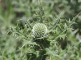 Echinops albidus