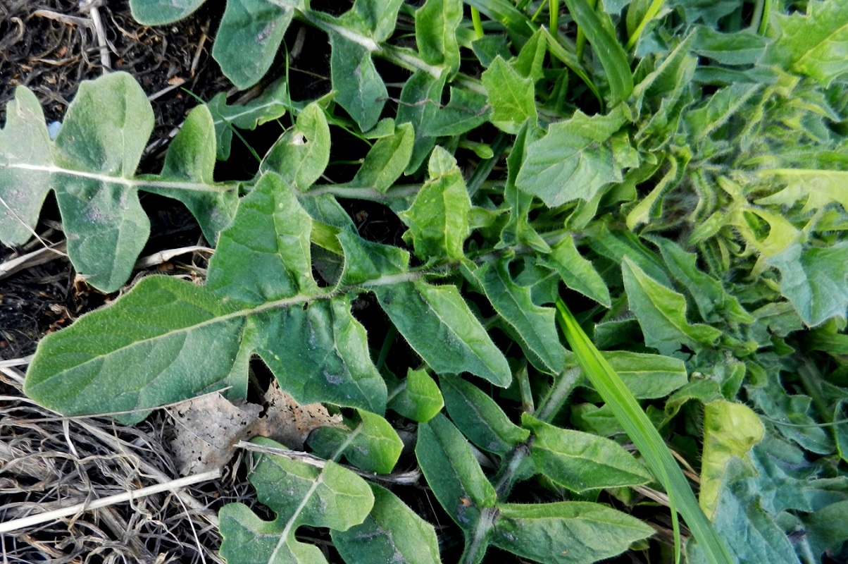 Image of Sisymbrium loeselii specimen.