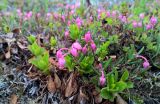 Andromeda polifolia ssp. pumila