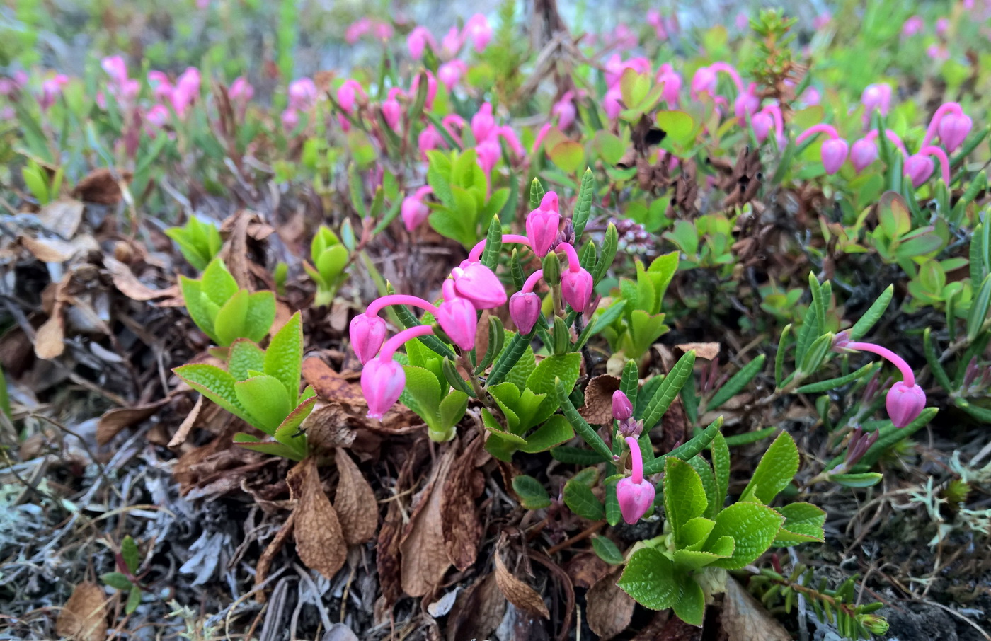 Изображение особи Andromeda polifolia ssp. pumila.