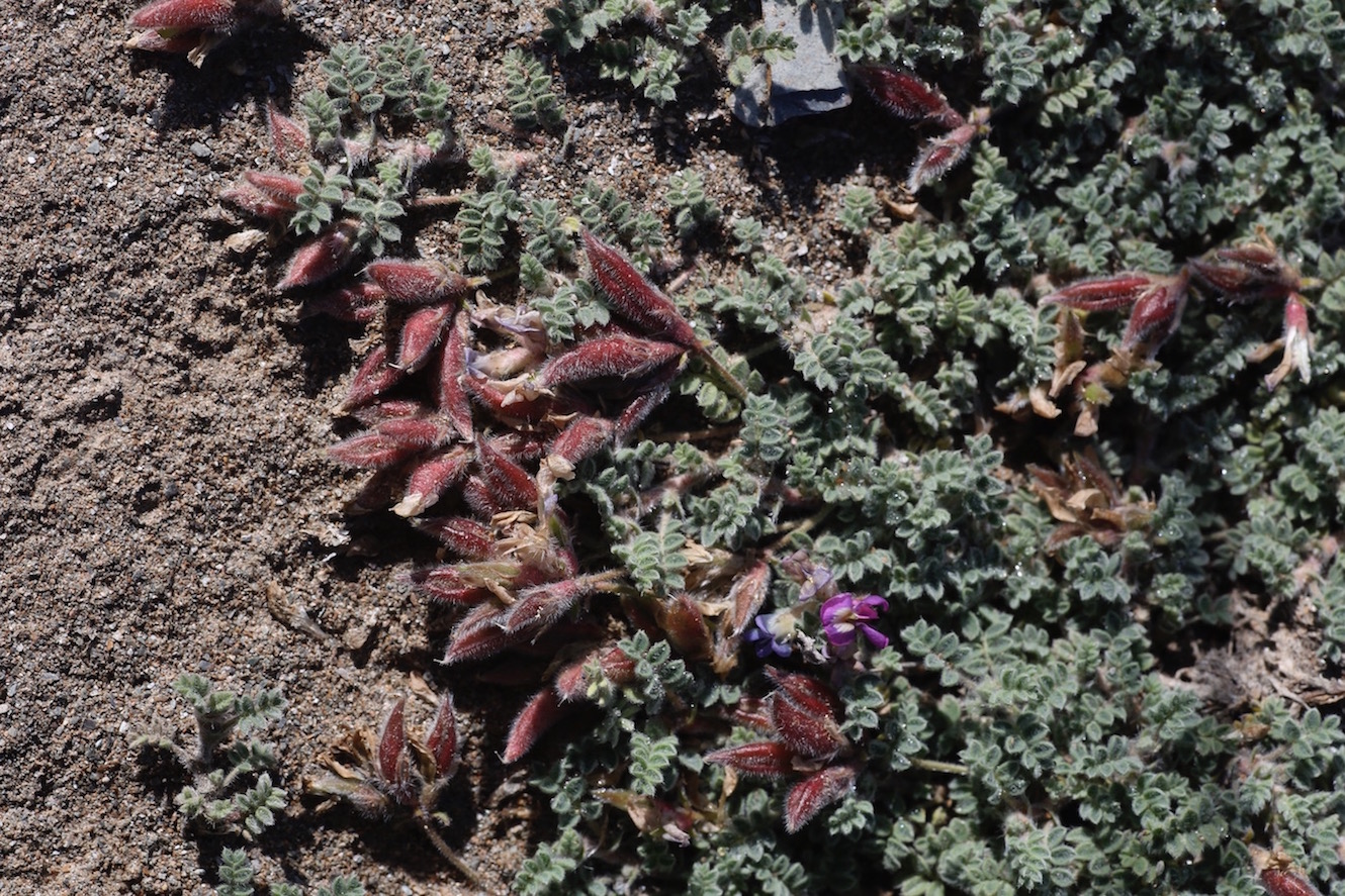 Image of Oxytropis tianschanica specimen.