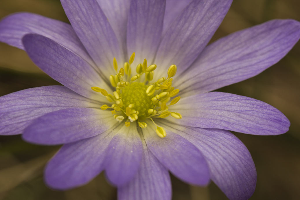 Изображение особи Anemone blanda.