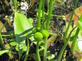 Sagittaria sagittifolia. Побег с плодами и лист. Тамбовская обл., Петровский р-н, окр. с. Покровское, мелководье на пруду. 02.07.2016.