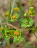 Euphorbia praecox