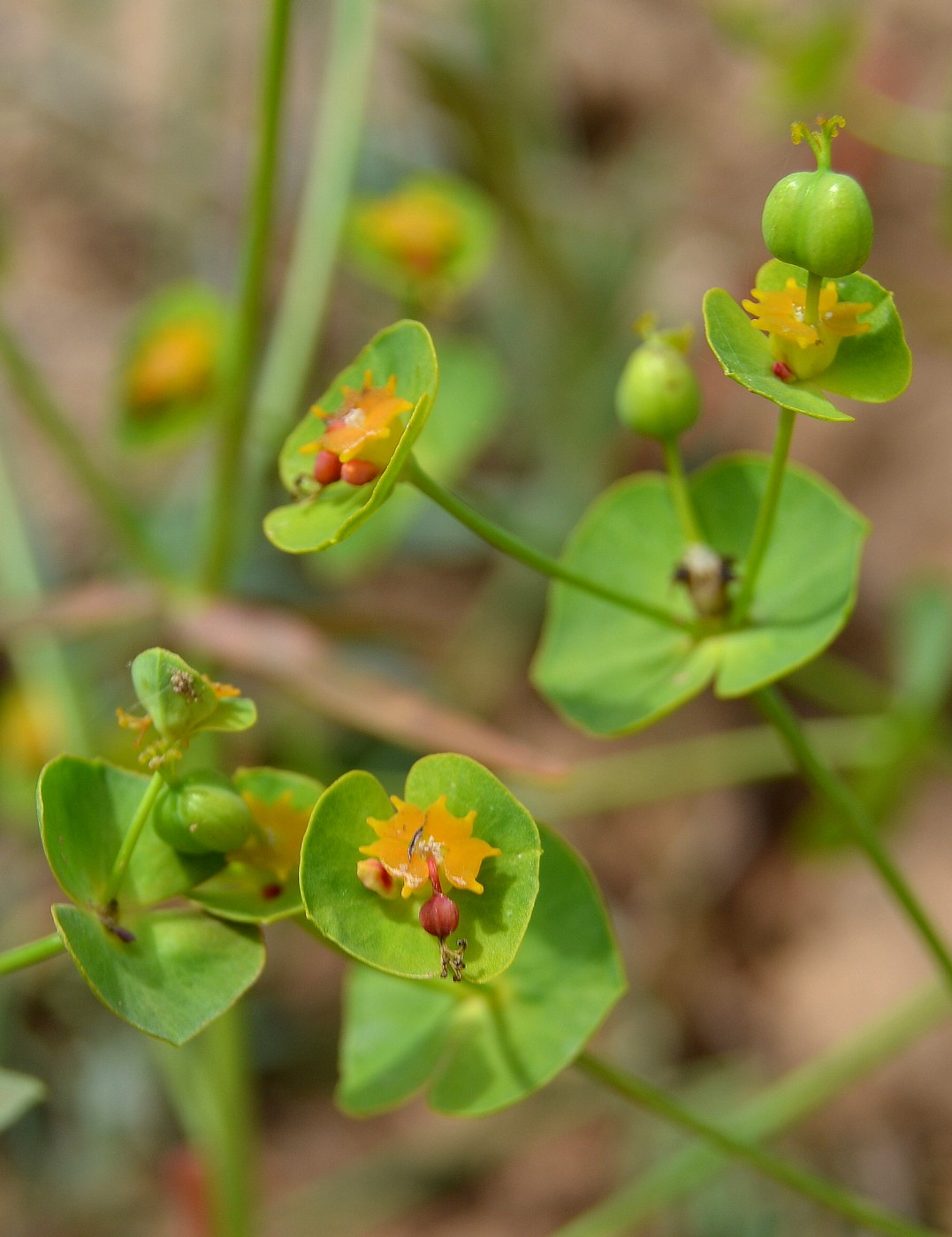 Изображение особи Euphorbia praecox.