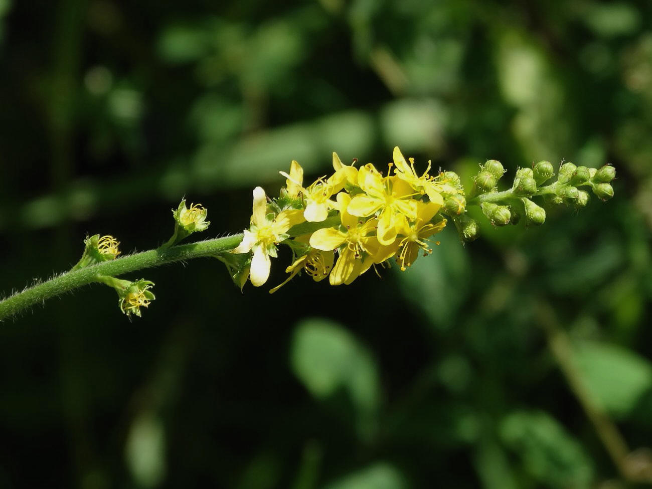 Image of Agrimonia coreana specimen.