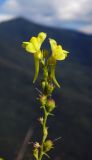 Linaria genistifolia. Верхушка побега с цветками. Республика Адыгея, Майкопский р-н, ок. 3 км к северу от пос. Гузерипль, восточный склон горы Казачья, выс. ок. 1200 м н.у.м., на краю скалы. 23.07.2016.