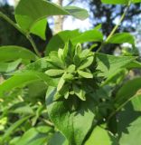 Zabelia mosanensis. Соплодие. Московская обл., в культуре. 06.08.2016.