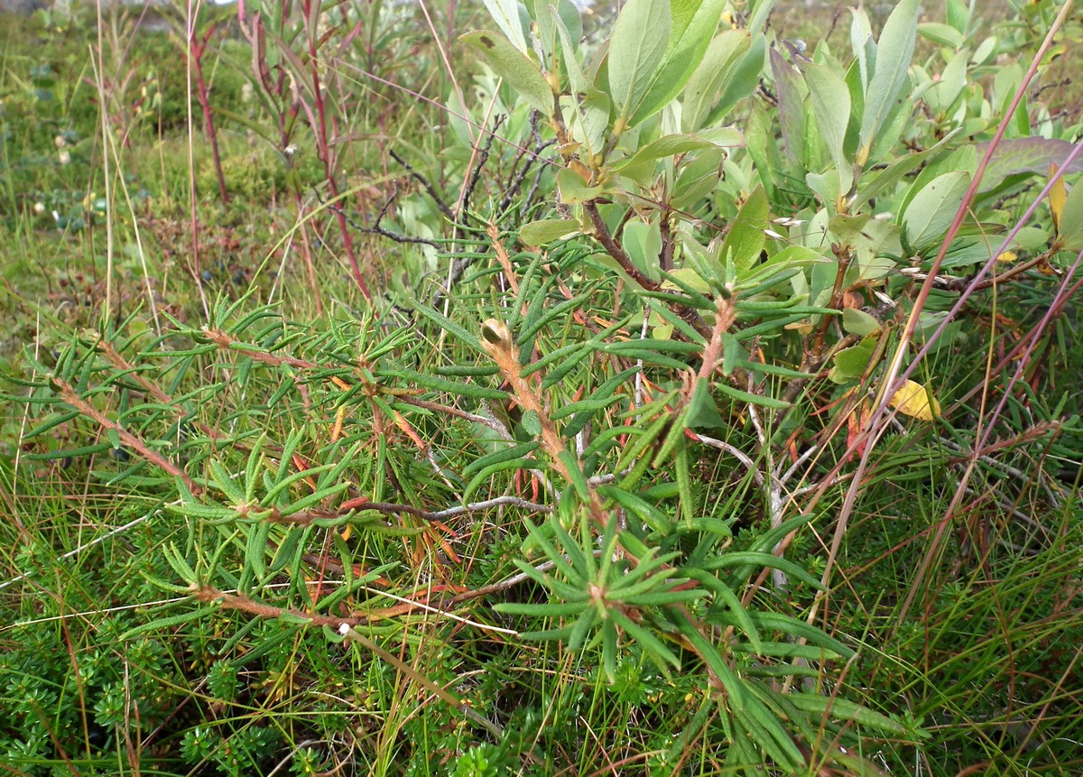 Image of Ledum palustre specimen.