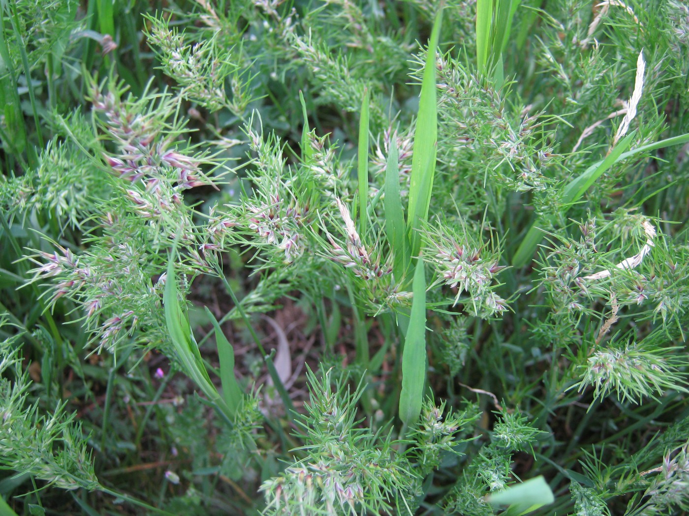 Image of Poa bulbosa ssp. vivipara specimen.