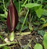 Arum elongatum