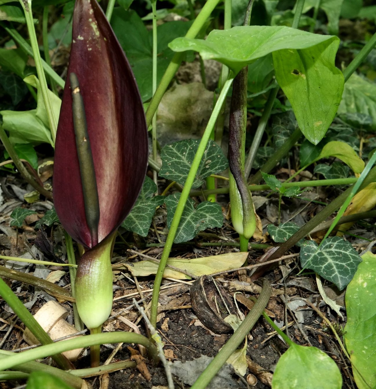 Изображение особи Arum elongatum.