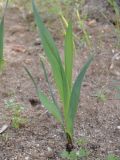 Gladiolus italicus. Молодое растение. Греция, Халкидики. 28.02.2010.