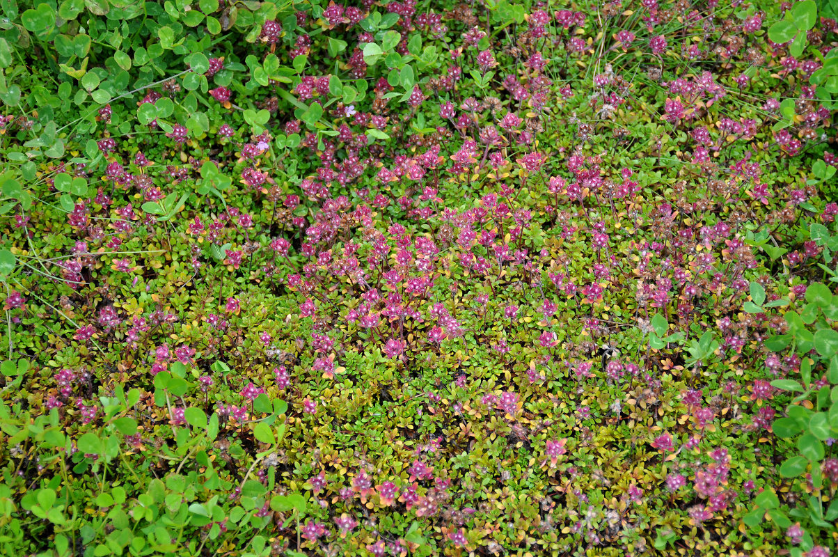 Изображение особи Thymus praecox ssp. britannicus.