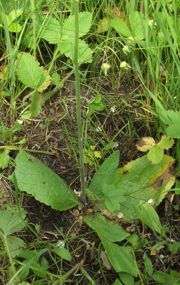 Image of Verbascum phoeniceum specimen.