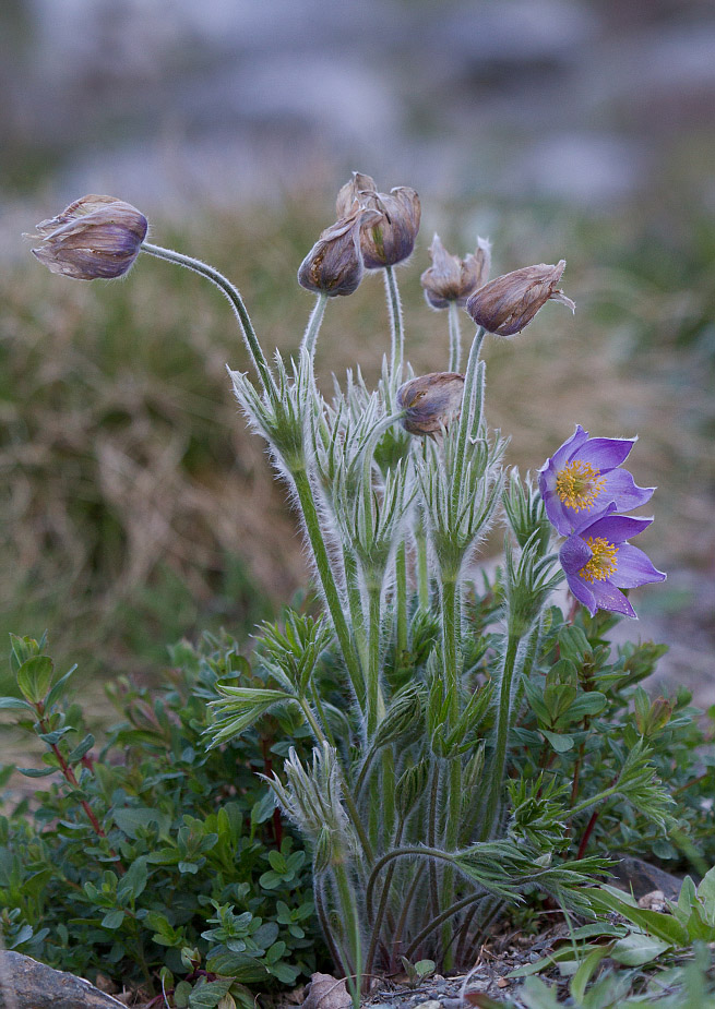 Изображение особи род Pulsatilla.