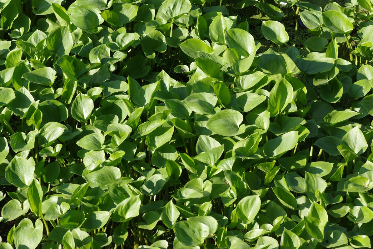 Image of Calla palustris specimen.