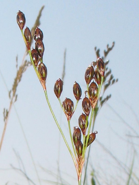 Image of Juncus gerardi specimen.