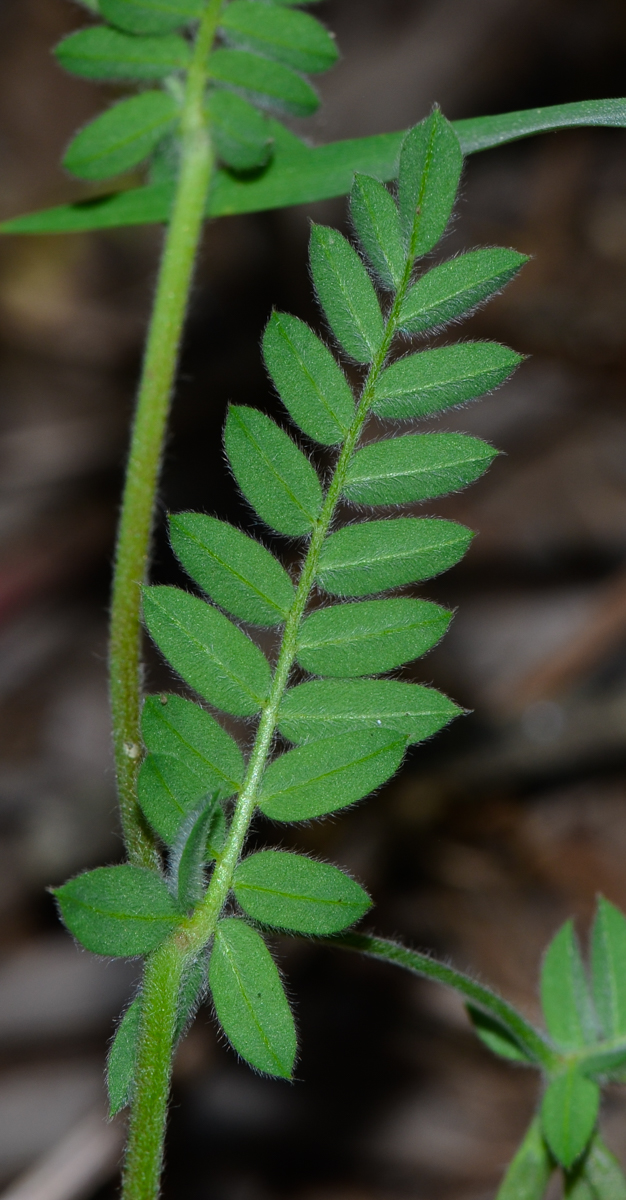 Image of Ornithopus compressus specimen.