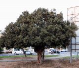 Ficus obliqua