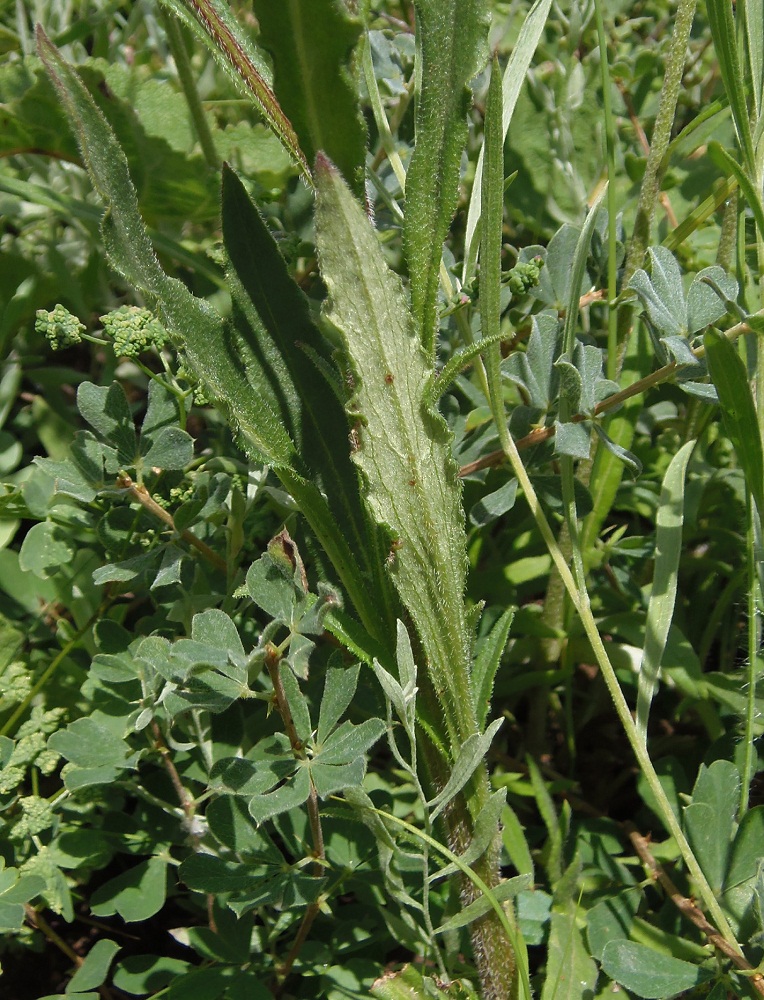 Изображение особи Campanula sibirica.