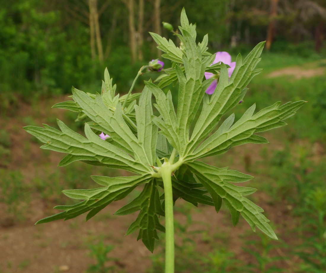 Изображение особи Geranium sylvaticum.